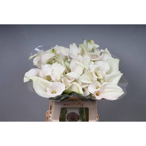 Calla Captain Ventura Double Kallaland