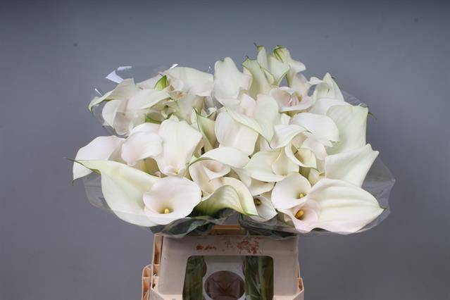 <h4>Calla Captain Ventura Double Kallaland</h4>