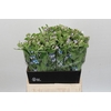 Oxypetalum Tweedia Blue