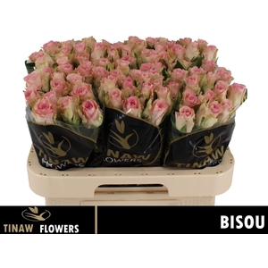 Rs gr Bisou