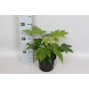 Fatsia japonica