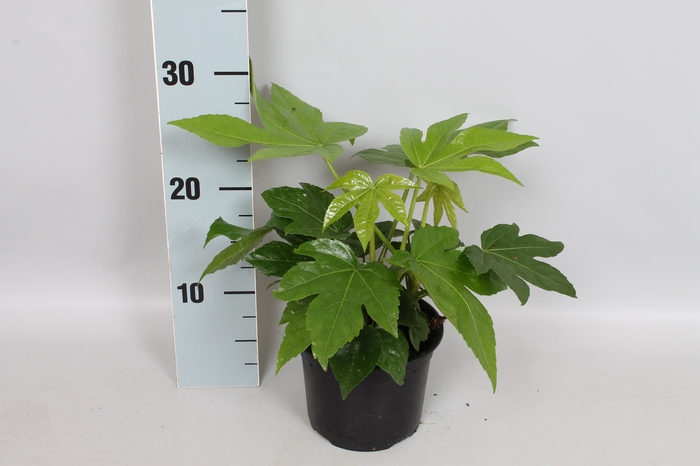 Fatsia japonica
