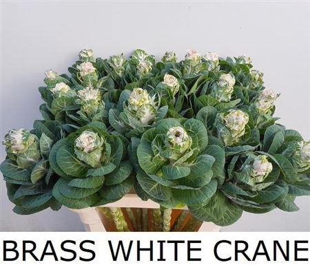 <h4>BRASS WHITE CRANE</h4>