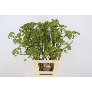 FOENICULUM VULGARE 080CM