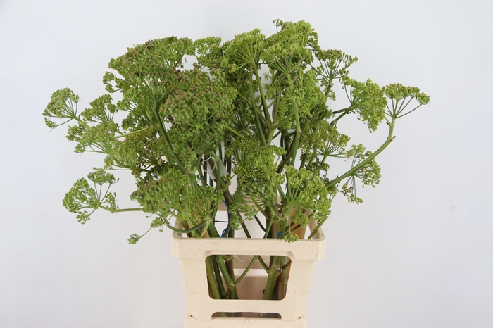 <h4>FOENICULUM VULGARE 080CM</h4>