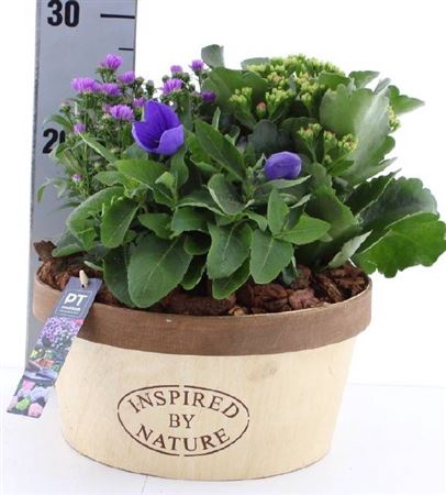 <h4>Arr Tuinplanten Hout</h4>