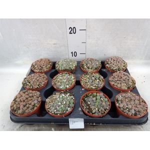 Lithops spp.