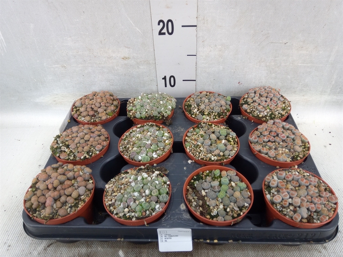 Lithops spp.