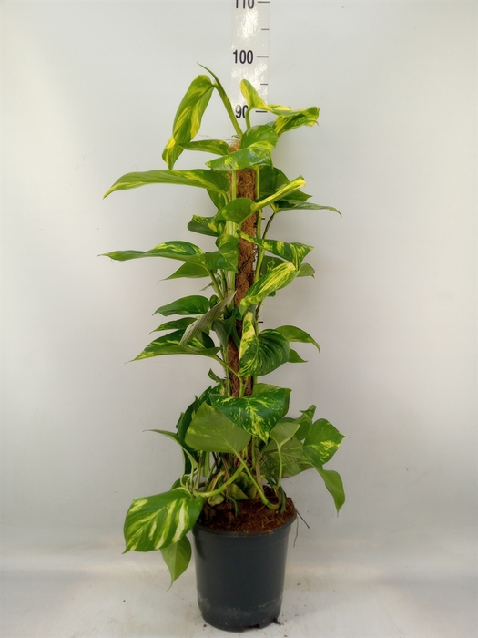 <h4>Epipremnum pinn.   ...moss stick</h4>