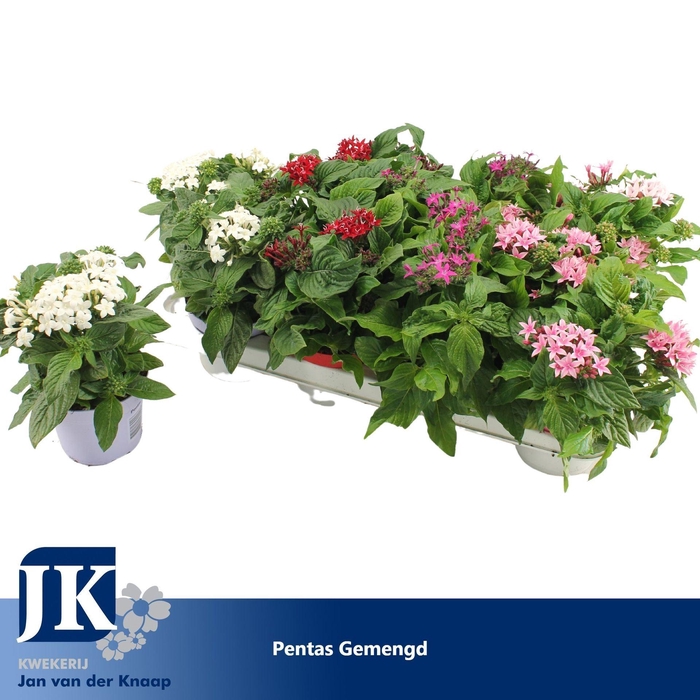<h4>Pentas lanceolata Graffiti</h4>