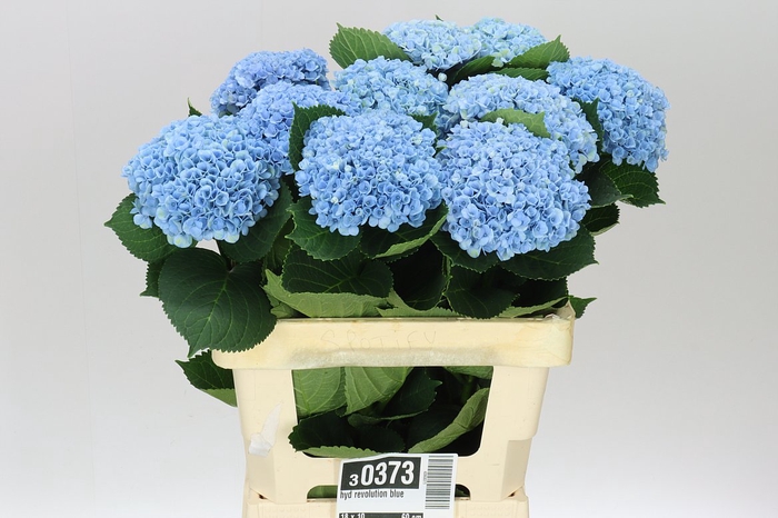 <h4>Hyd Revolution Blue</h4>