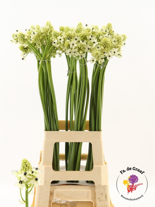 <h4>ORNIT SAUNDERSIAE</h4>