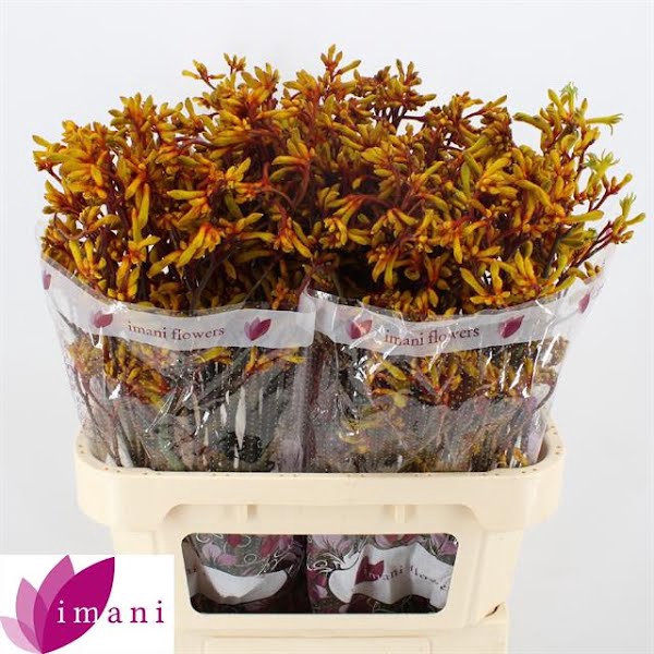 <h4>Anigozanthos Gold Fever Imani</h4>