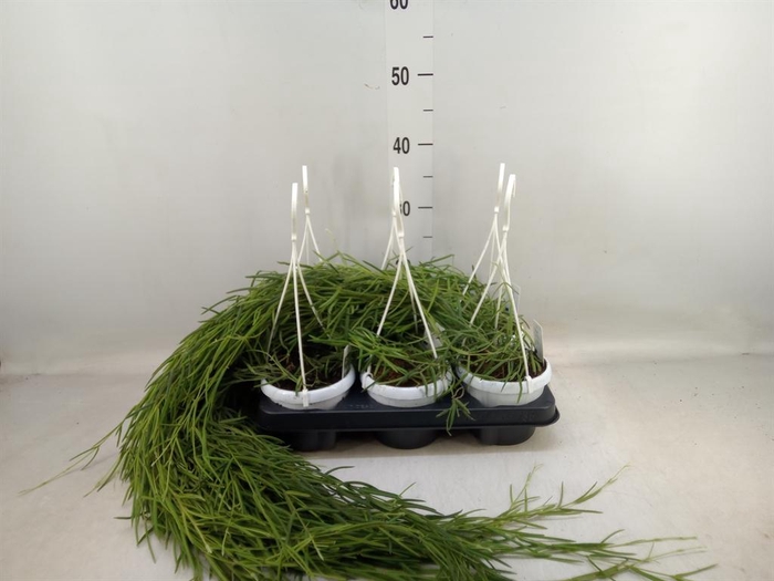 <h4>Hoya linearis</h4>