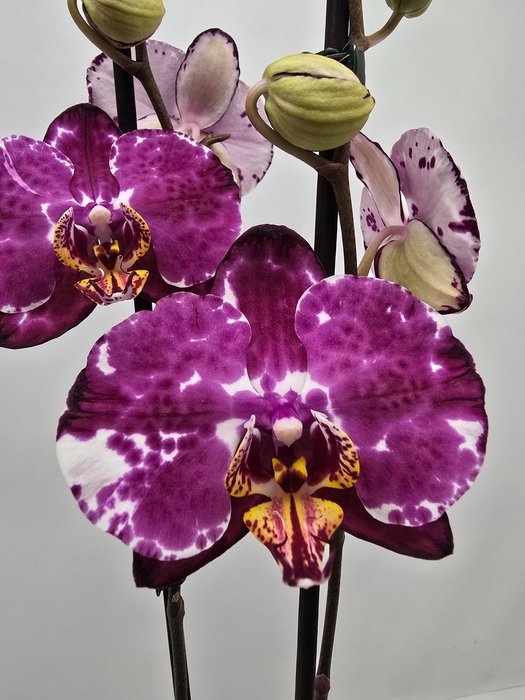 <h4>Limited 73 week 8</h4>