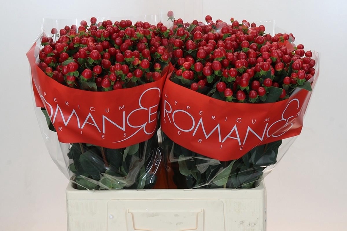 <h4>HYP TRUE ROMANCE</h4>