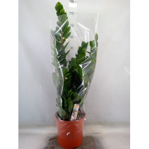 Zamioculcas zamiifolia