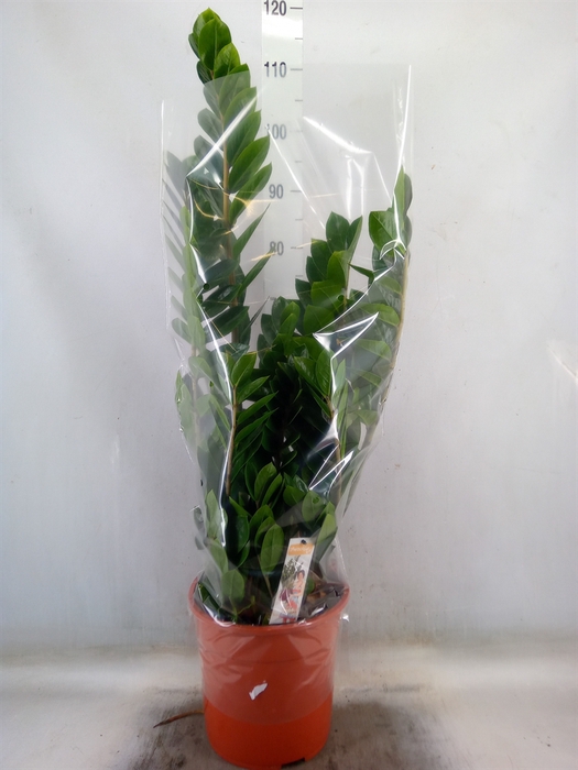 <h4>Zamioculcas zamiifolia</h4>