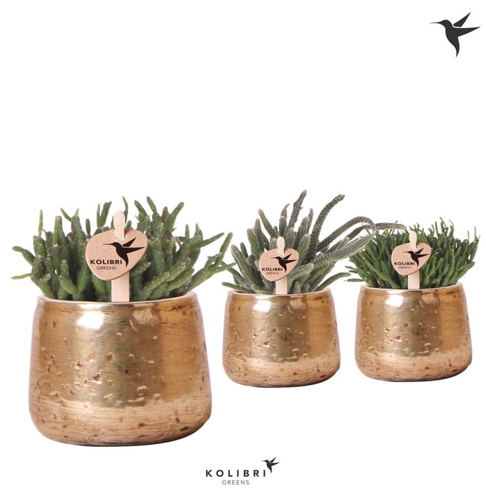 <h4>Kolibri Greens Rhipsalis mix in Luxury pot gold</h4>