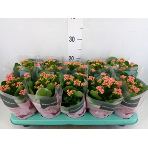 Kalanchoe blos. 'Serenity Pink'
