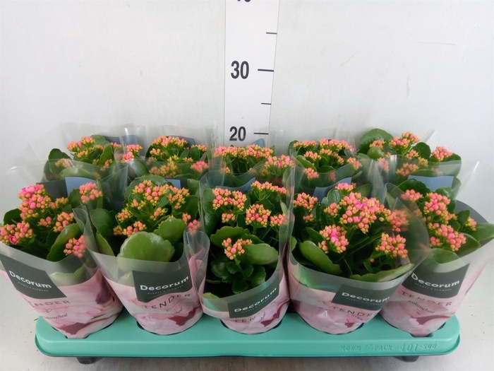<h4>Kalanchoe blos. 'Serenity Pink'</h4>