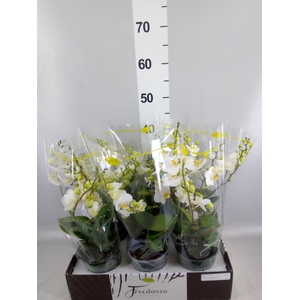 Phalaenopsis multi.   ...white