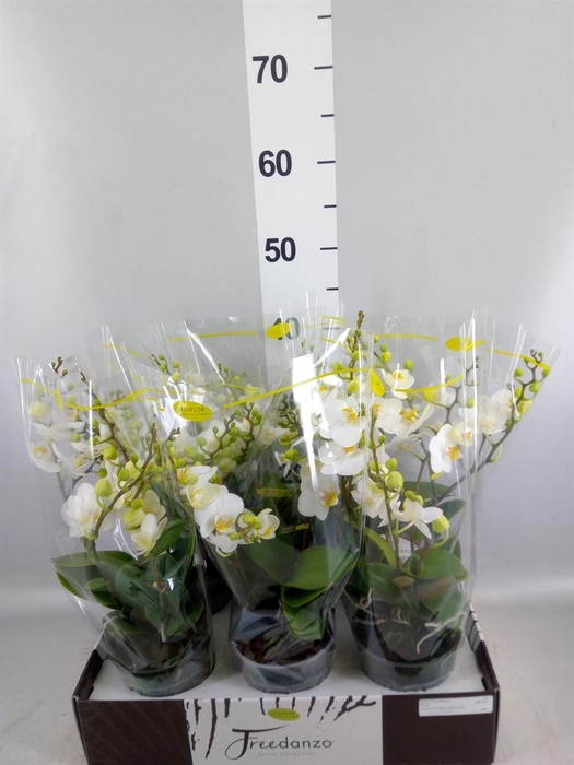 <h4>Phalaenopsis multi. ...white</h4>