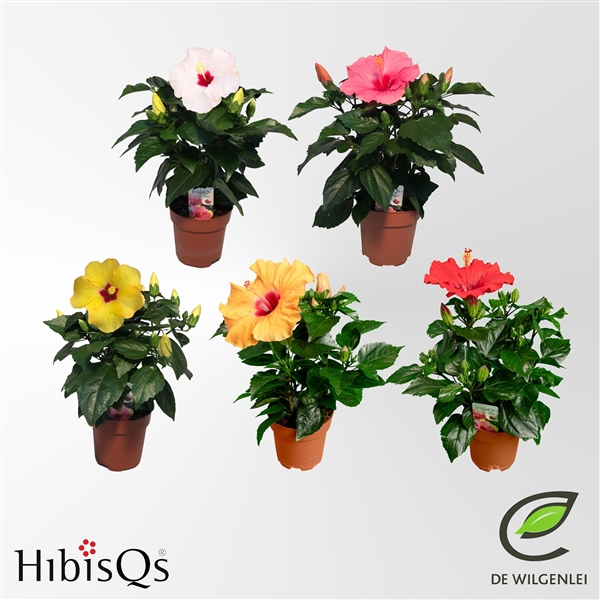 <h4>HibisQs® rosa-sinensis Mix p13</h4>