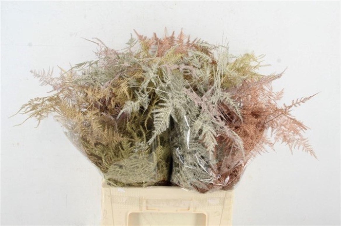 <h4>Asparagus Ex Veren Chismasmix</h4>