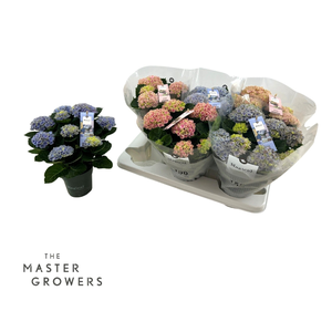 Hydrangea macrophylla Magical Revolution