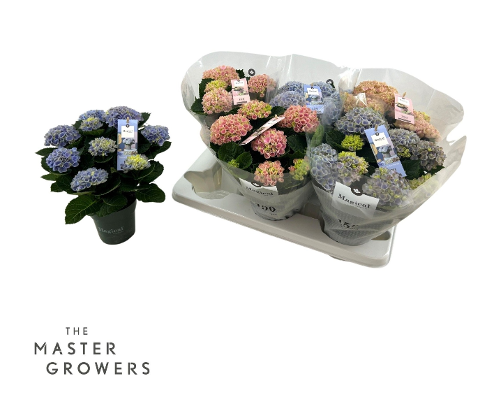<h4>Hydrangea macrophylla Magical Revolution</h4>