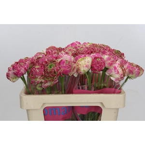 Ranunculus Koyfish Marquerittes