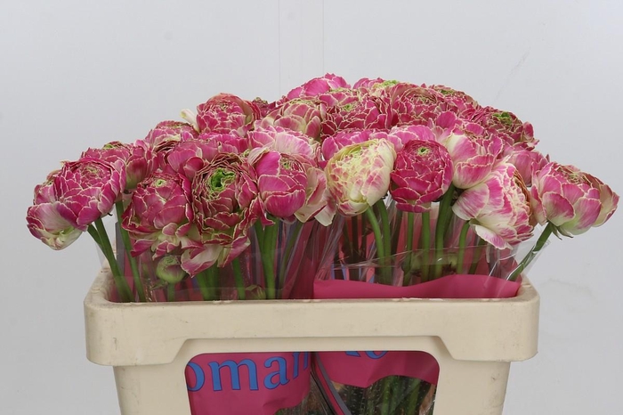 <h4>Ranunculus Koyfish Marquerittes</h4>