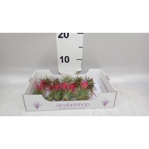 Tillandsia