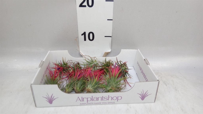 <h4>Tillandsia</h4>