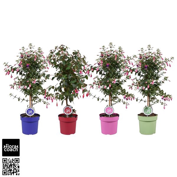 <h4>MoreLIPS® Fuchsia op stam Mix</h4>