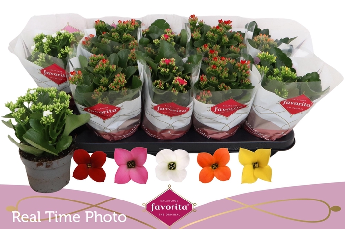 <h4>KAL EN GEM 5 KL</h4>