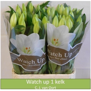 Lilium lo watch up