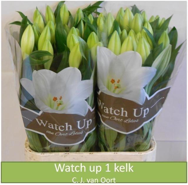 <h4>Lilium lo watch up</h4>