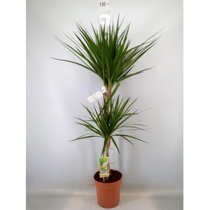 Dracaena marg.