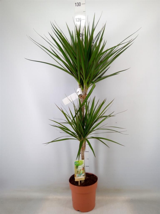<h4>Dracaena marg.</h4>