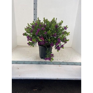 Polygala myrtifolia struik