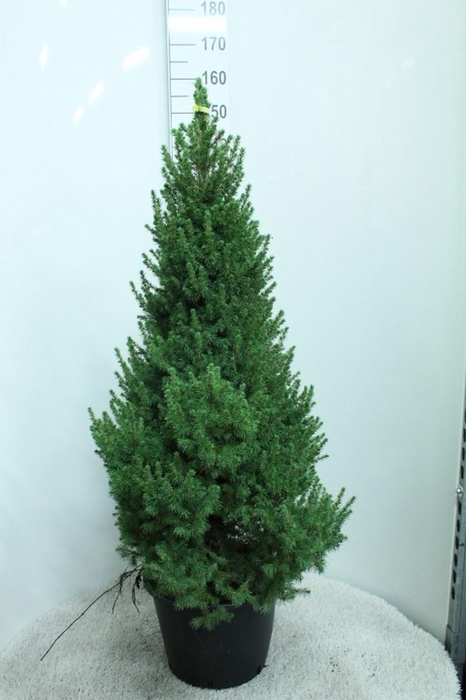 <h4>PICEA GL CONICA</h4>
