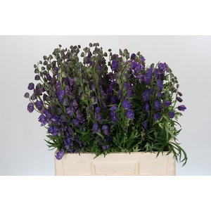 Aconitum Napellus