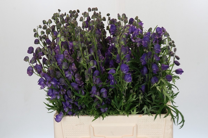 <h4>Aconitum Napellus</h4>