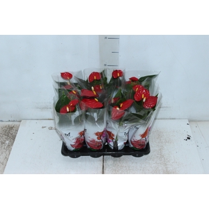 ANTHURIUM P06 VERMELHO