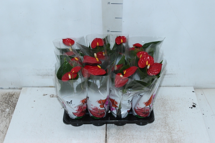 <h4>ANTHURIUM P06 VERMELHO</h4>