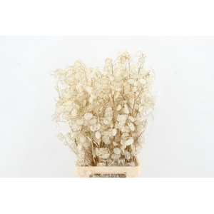 DF LUNARIA SILVERLEAF BS