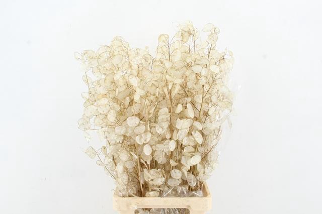 <h4>DF LUNARIA SILVERLEAF BS</h4>