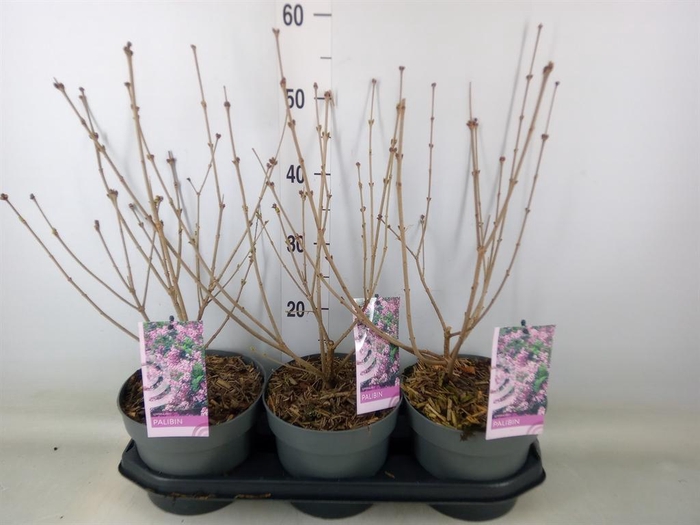 <h4>Syringa ...</h4>